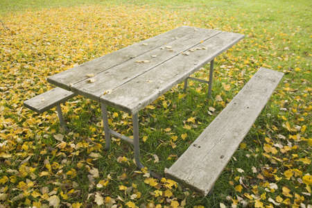 Picnic table under a shade tree, which has shed it's leaves as a winter blanket. Yellow leaves cascaded over a green lawn around a picnic tableの写真素材