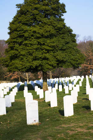 The tree, a symbol of life, grows from the sacrifice of brave soldiers in battle. Remembrance of the sacrifice of veterans.の写真素材