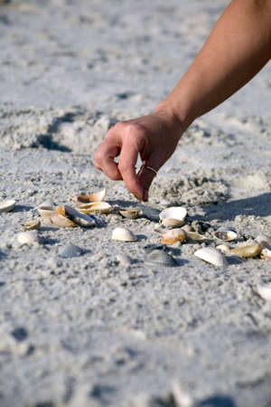 Female hand reaching down and picking shells at the beach. Selecting the right one from many.の写真素材