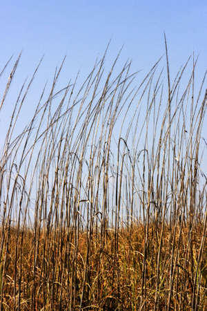 Dry brown marsh grass waving in the breeze of a spring day in Florida. Stunted and stagnated growth has left behind beautiful golden tones.の写真素材