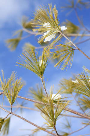 Winter scene of snow on pine needles against a deep blue skyの写真素材