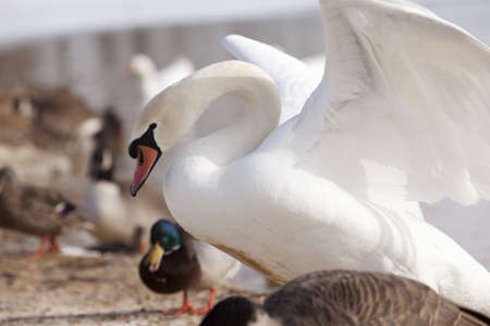 A mute swan with wings spread as if to say make room for me, alongside a partially frozen kentucky lake during winter. Mallard ducks and canadian geese also present in photo.の写真素材