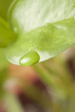 Macro shot of a water droplet on the edge of an ivy leaf.の写真素材