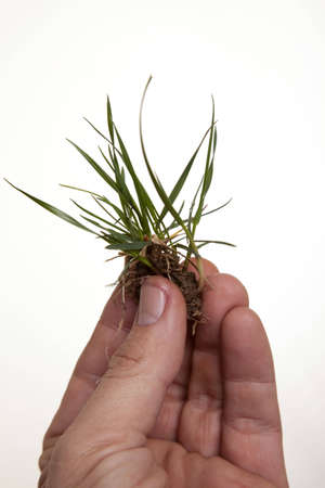 A grass plant being held up in a hand signifying the importance of environmental awareness.の写真素材