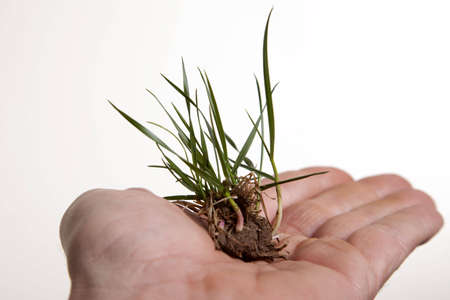 A sprout of grass as if offered up as a gift of friendship in an open palm.の写真素材
