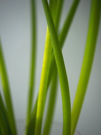 Green shallot stemの写真素材