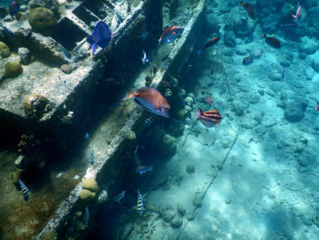 curacao diving