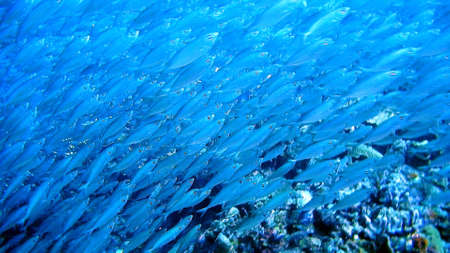 curacao diving