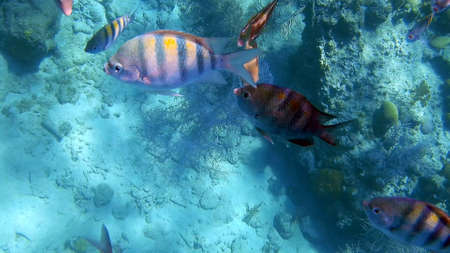 curacao diving