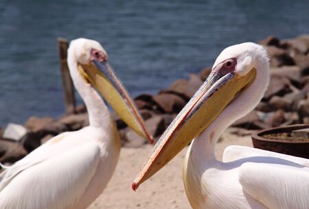 Pelican friendsの写真素材
