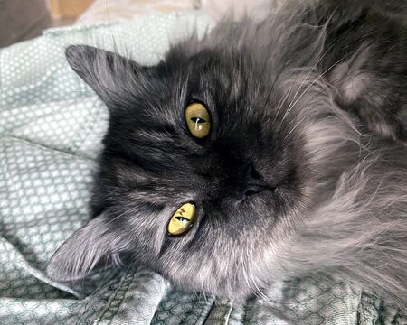 Lazy day. Close-up portrait of a lovely pet.