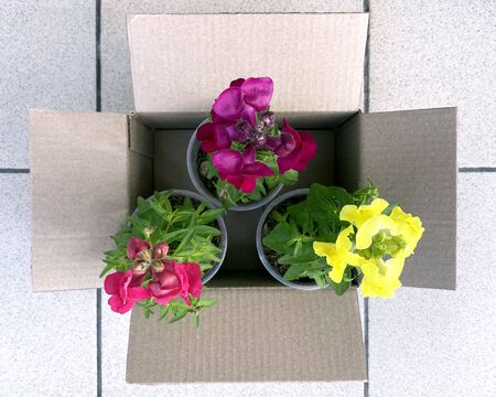 Flowers in a cardboard box. Seedlings garden plantings.