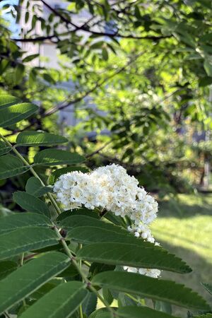 White rowan flowers among bright green leaves. Blooming mountain ash in the garden, lush green background.の写真素材