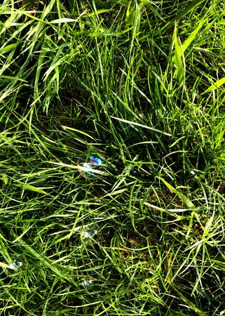 Background of a green grass, lawn with bubble blower. top view, close up.の写真素材