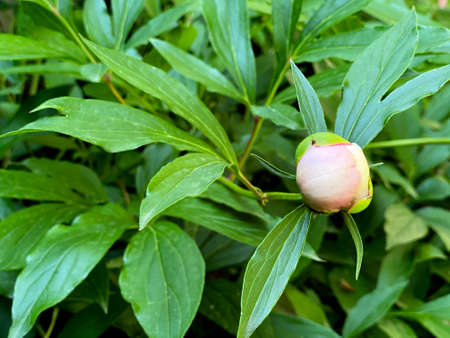 an unopened Bud of a pink peony a green background in the garden. growing flowersの写真素材