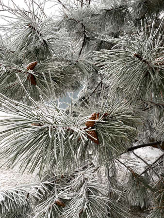 coniferous fir tree with branches and sharp needles covered by snow