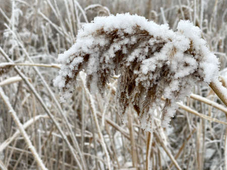 Winter forest in Russia. Snow-covered dry reeds on a frozen lake
