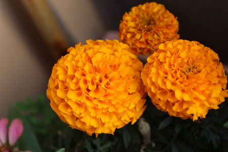 Geraneiの写真素材