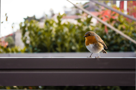 Redbird in a winter dayの写真素材