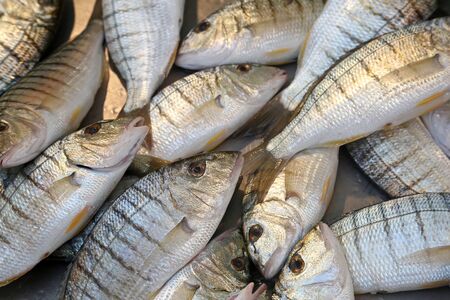 Mormoras Lithognatus mormyrus at fish marketの写真素材