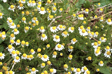 Chamomile blossom in natureの写真素材