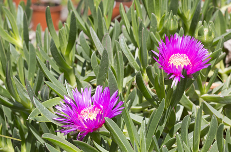Carpobrotus acinaciforme (Hottentot fig), flowers and leavesの写真素材