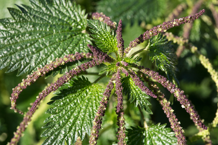 Close up of the nettle, Urtica membranacea, flowers and leaves
の写真素材