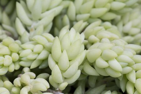 Sedum morganianum leaves