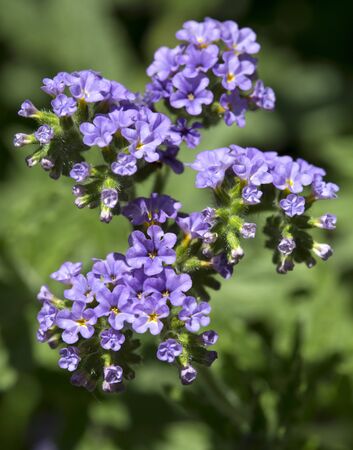 Heliotropium peruvianum (arborescens). The common heliotrope.の写真素材
