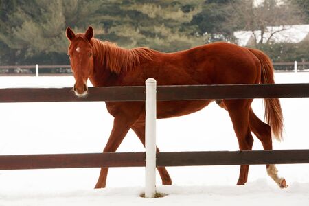 Beautiful horse portraitの写真素材