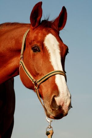 Beautiful horse portraitの写真素材