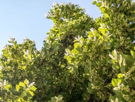 linden tree with fruits and flowersの写真素材