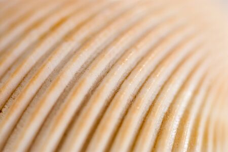 close up on a seashell details abstract photo