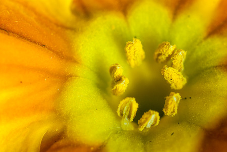 macro detailed photo of a bright yellow flower pistil