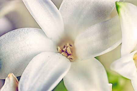 details of white flower hyacinth pistil and petals macro shallow depth of fieldの写真素材