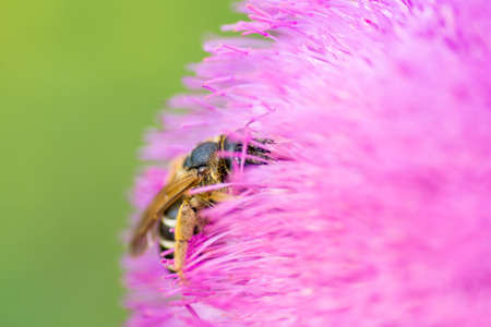bee gathering pollen from a pink thistle flowerの写真素材