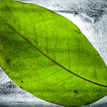 leaf trapped in translucent ice with back lit conceptual photo
