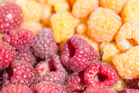 heap of red and yellow ripe juicy raspberryの写真素材