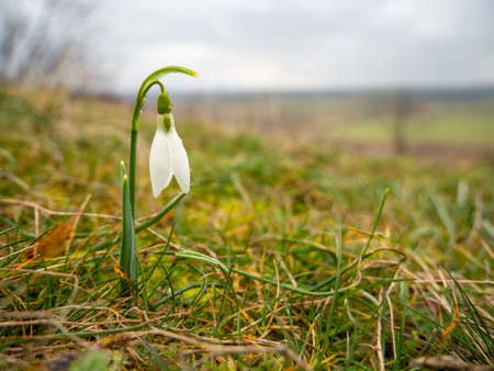delicate snowdrop rising from dead grass