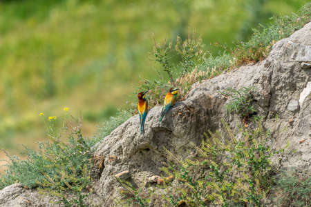 european bee eater sitting on the ground near nestsの写真素材