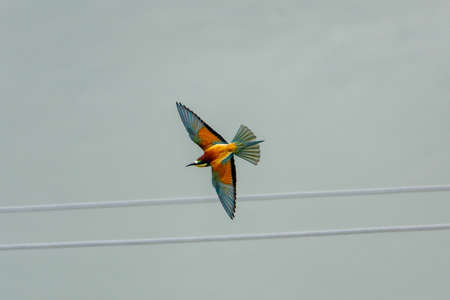 colorful european bee eater playing, danube delta, romania