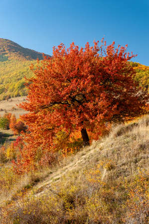 single tree with bright red foliageの写真素材