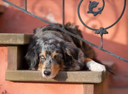 Dog AustralianShepherd on stairsの写真素材