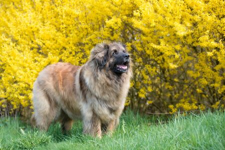 Leonberger dog springの写真素材