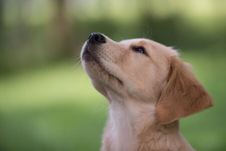 Golden retriever puppyの写真素材