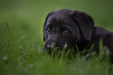 Labrador Retriever Puppyの写真素材