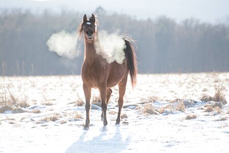 Arabian Horse Winterの写真素材
