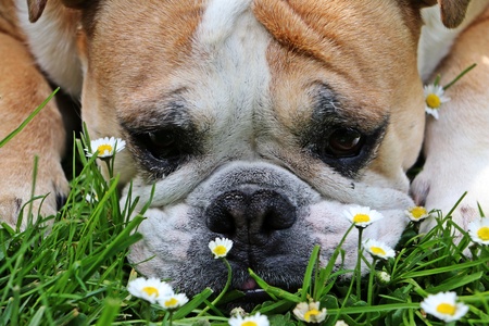 english bulldog in grassの写真素材