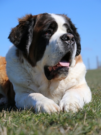 saint bernard is lying in the gardenの写真素材