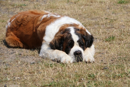 saint bernard is lying on a fieldの写真素材